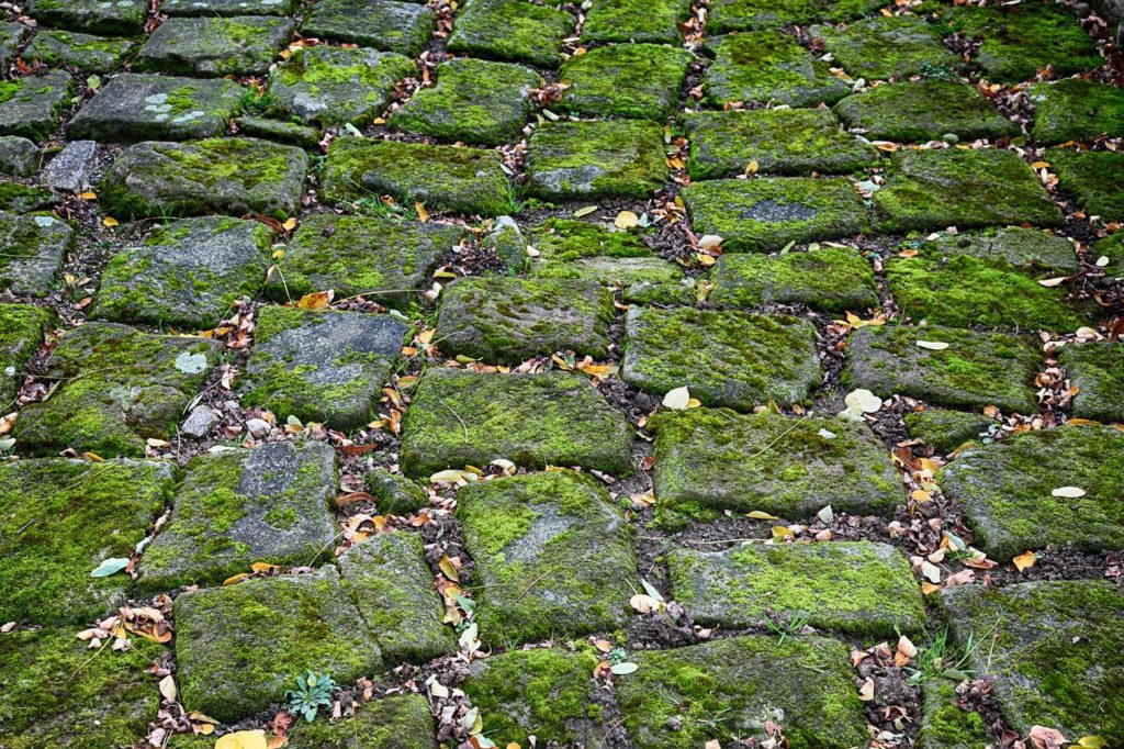 cobblestones, moss, green-2952820.jpg